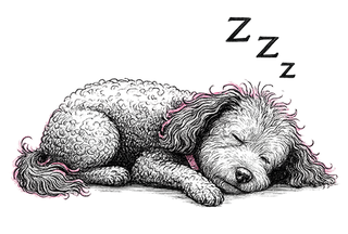 sleeping dog illustration
